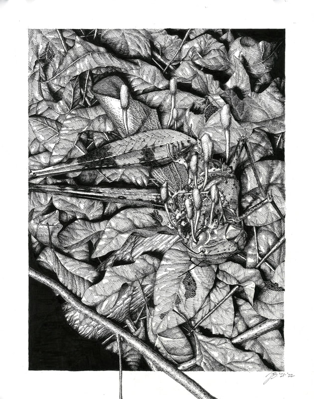 Grasshopper with C. acridophila, 2022