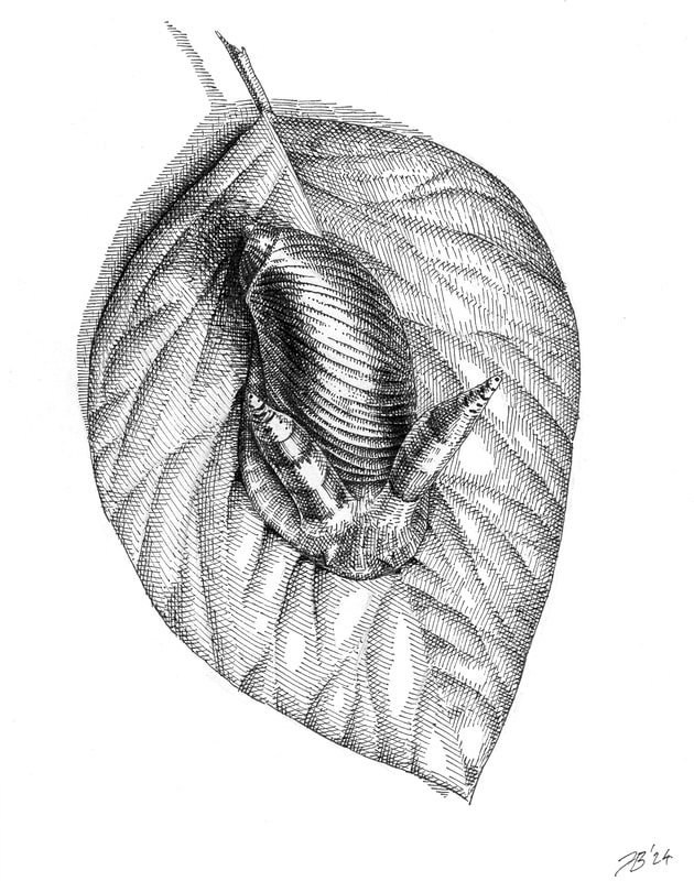 Snail with Leucochloridium, 2024