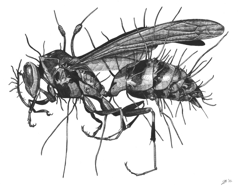 Wasp with O. humbertii, 2022